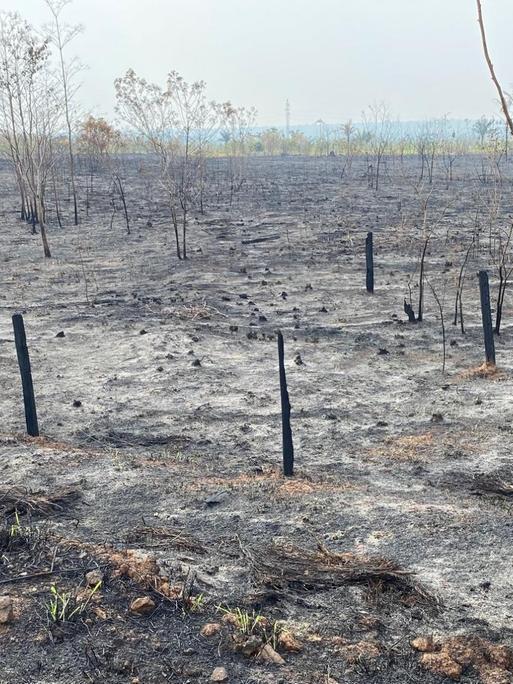 Verbrannte Vegetation im Westen Brasiliens