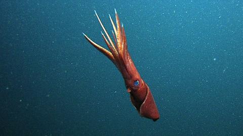 Tintenfisch in der Tiefsee, fotografiert in 854 Metern Tiefe.