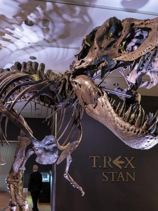 Stan, eines der größten und vollständigsten Fossilien des Tyrannosaurus Rex, das entdeckt wurde, ist im New Yorker Auktionshaus Christie's zu sehen.