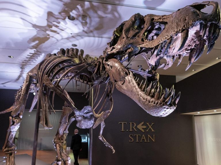 Stan, eines der größten und vollständigsten Fossilien des Tyrannosaurus Rex, das entdeckt wurde, ist im New Yorker Auktionshaus Christie's zu sehen.