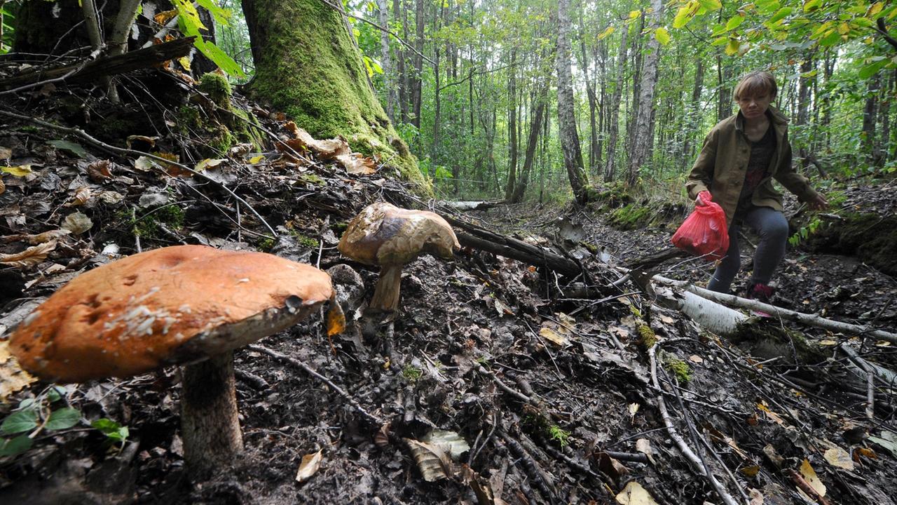 Eine Pilzsammlerin im September 2018 in einem Wald bei Gomel, Belarus.