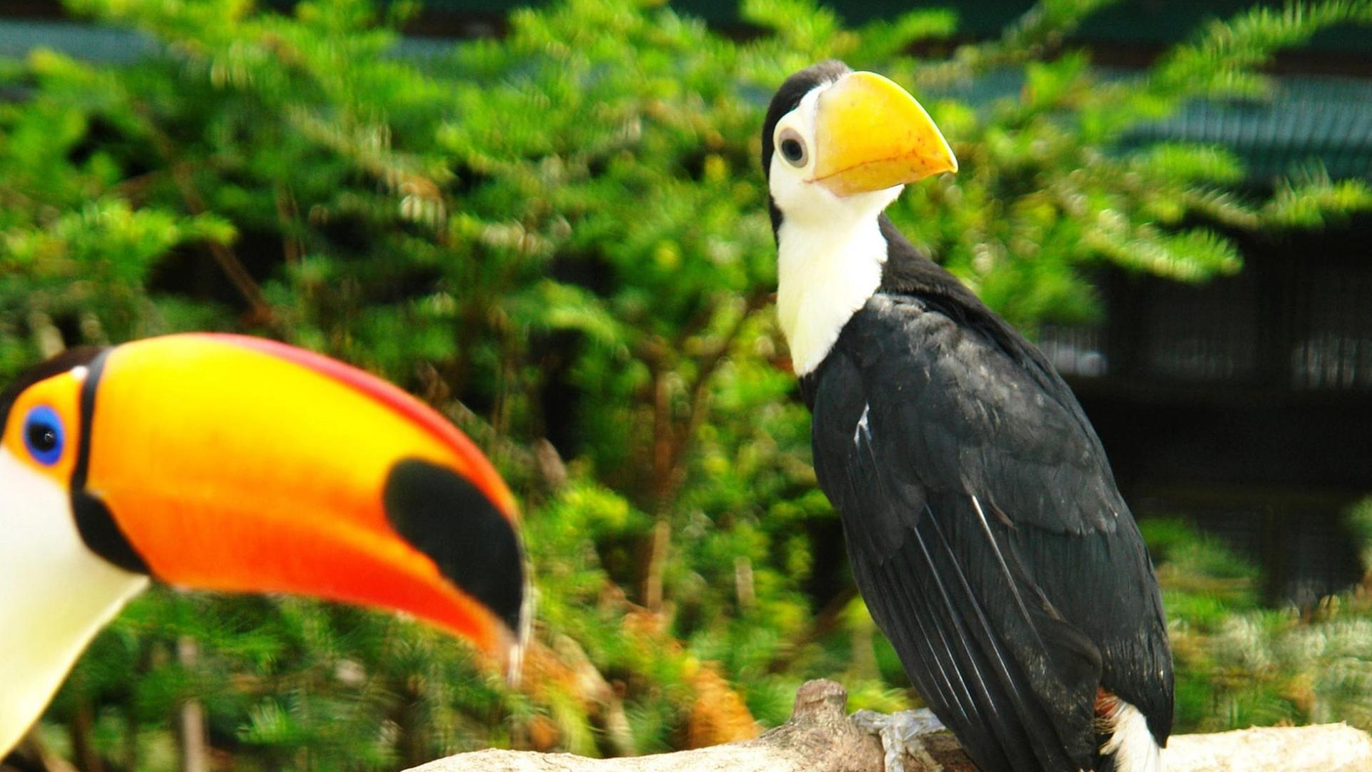 Junger Riesentukan im Weltvogelpark Walsrode Junger Riesentukan im Weltvogelpark Walsrode