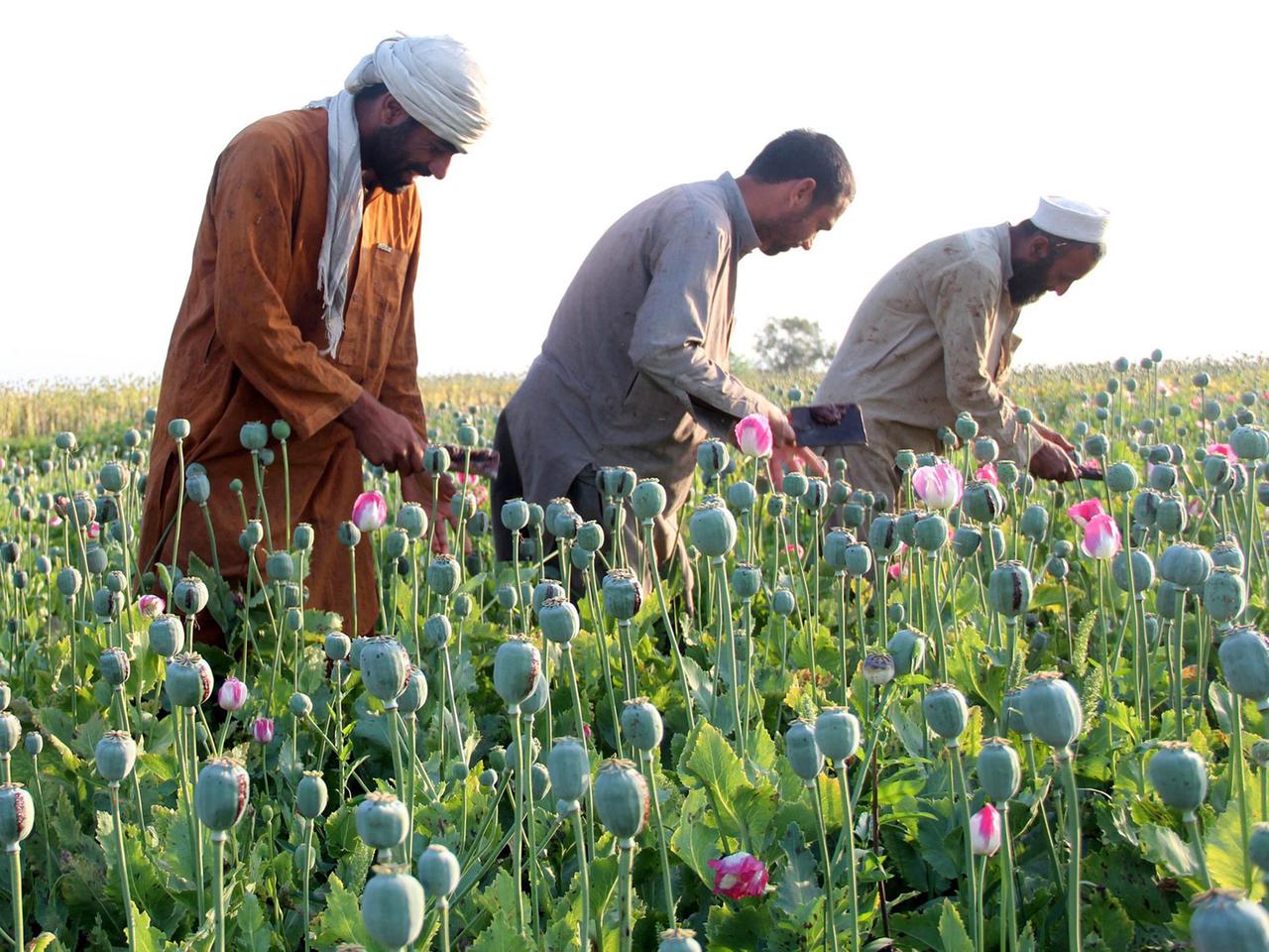 Afghanische Bauern bei der Ernte von Schlafmohn.