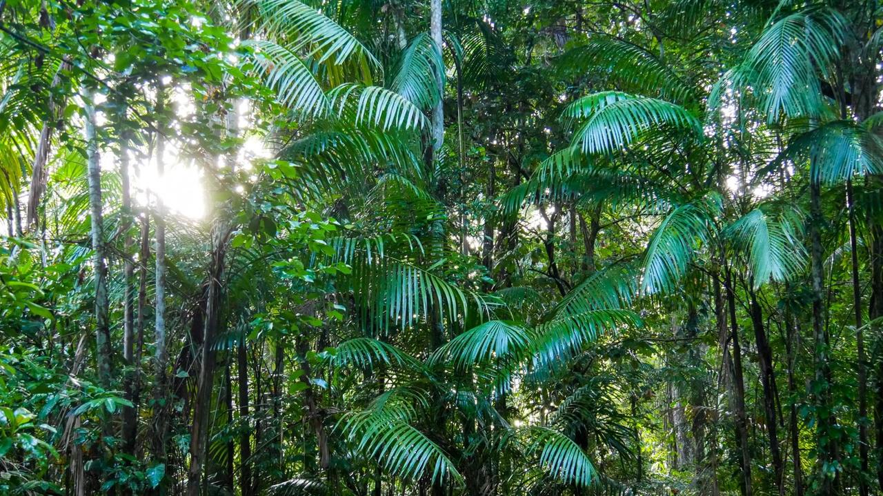 Surinams Urwald ist reich an Flora und Fauna. Viele Arten sind endemisch und kommen nur hier vor. Je weiter Richtung Süden, desto unberührter ist der Wald.