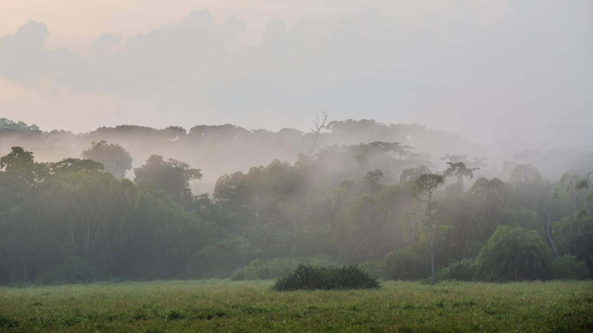 Nebel über einer Lichtung im Regenwald, Lobéké-Nationalpark / Kamerun