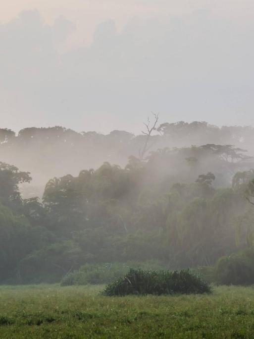 Nebel über einer Lichtung im Regenwald, Lobéké-Nationalpark / Kamerun
