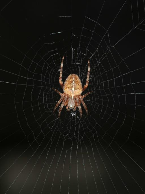 Eine Spinne in ihrem Netz vor dunklem Hintergrun