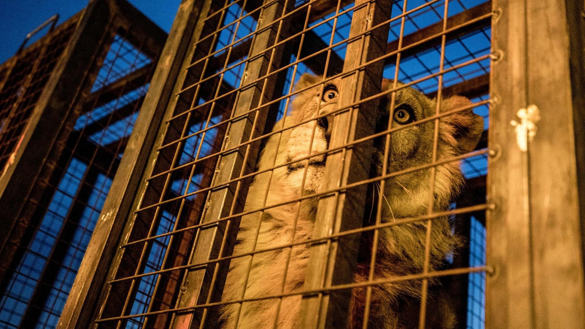Der ägyptische Tierarzt Amir Khalil untersucht einen Löwen in Mossul und hält ihm dazu das Maul auf.