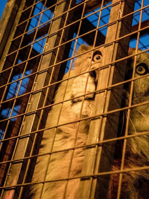 Der ägyptische Tierarzt Amir Khalil untersucht einen Löwen in Mossul und hält ihm dazu das Maul auf.
