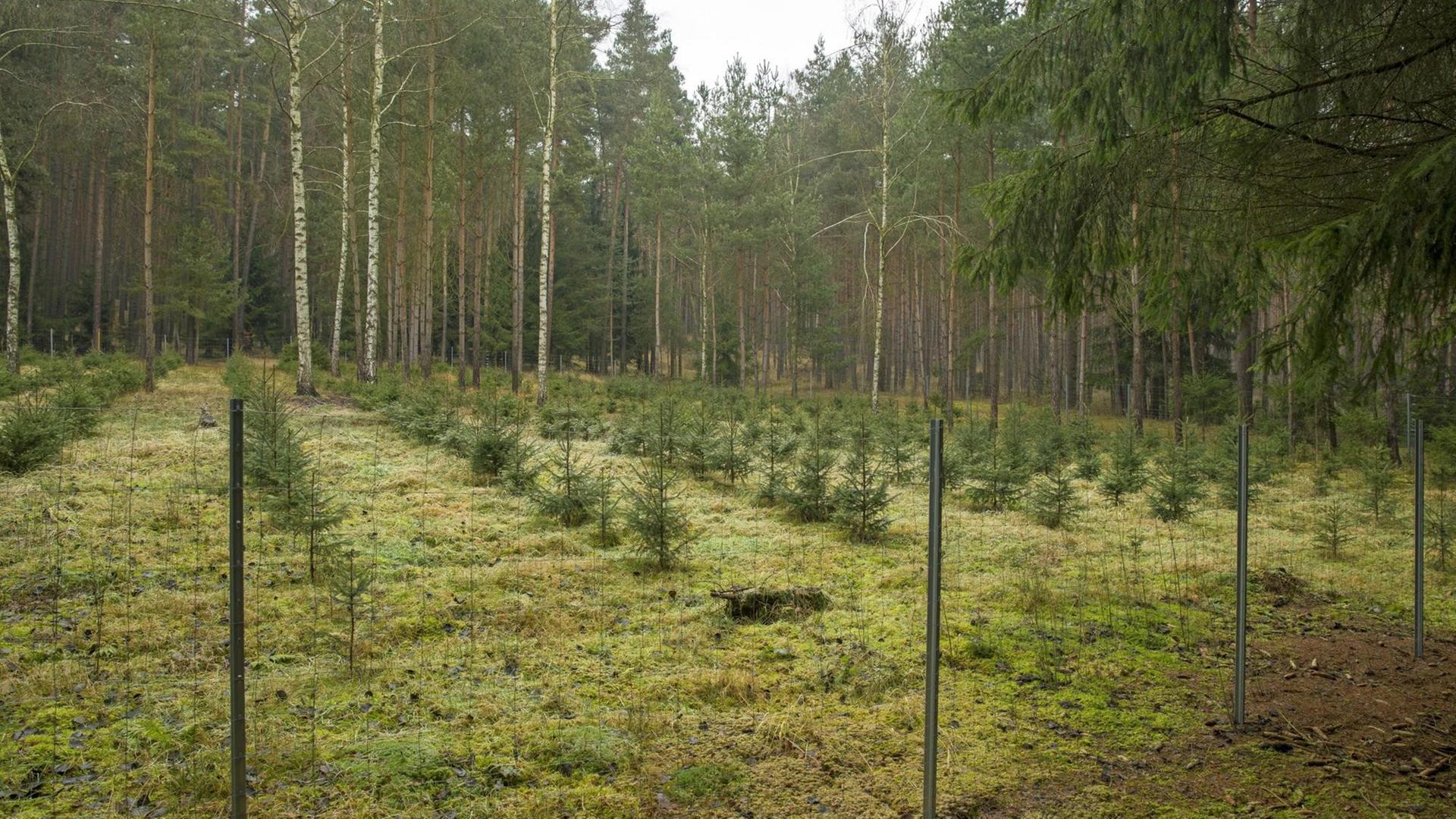 kleine Fichten in einer Anpflanzung mit Wildzaun | Verwendung weltweit kleine Fichten in einer Anpflanzung mit Wildzaun | Verwendung weltweit