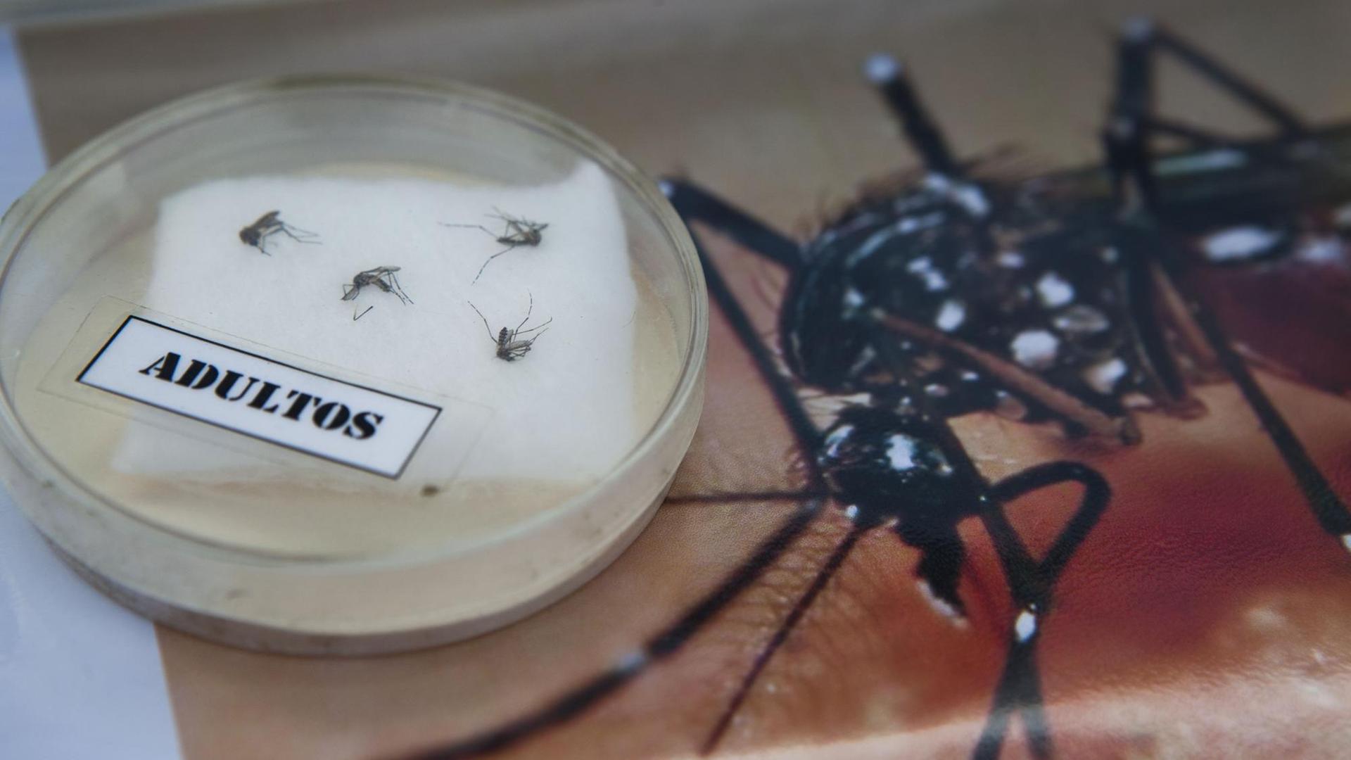 Moskito der Art Aedes aegypti