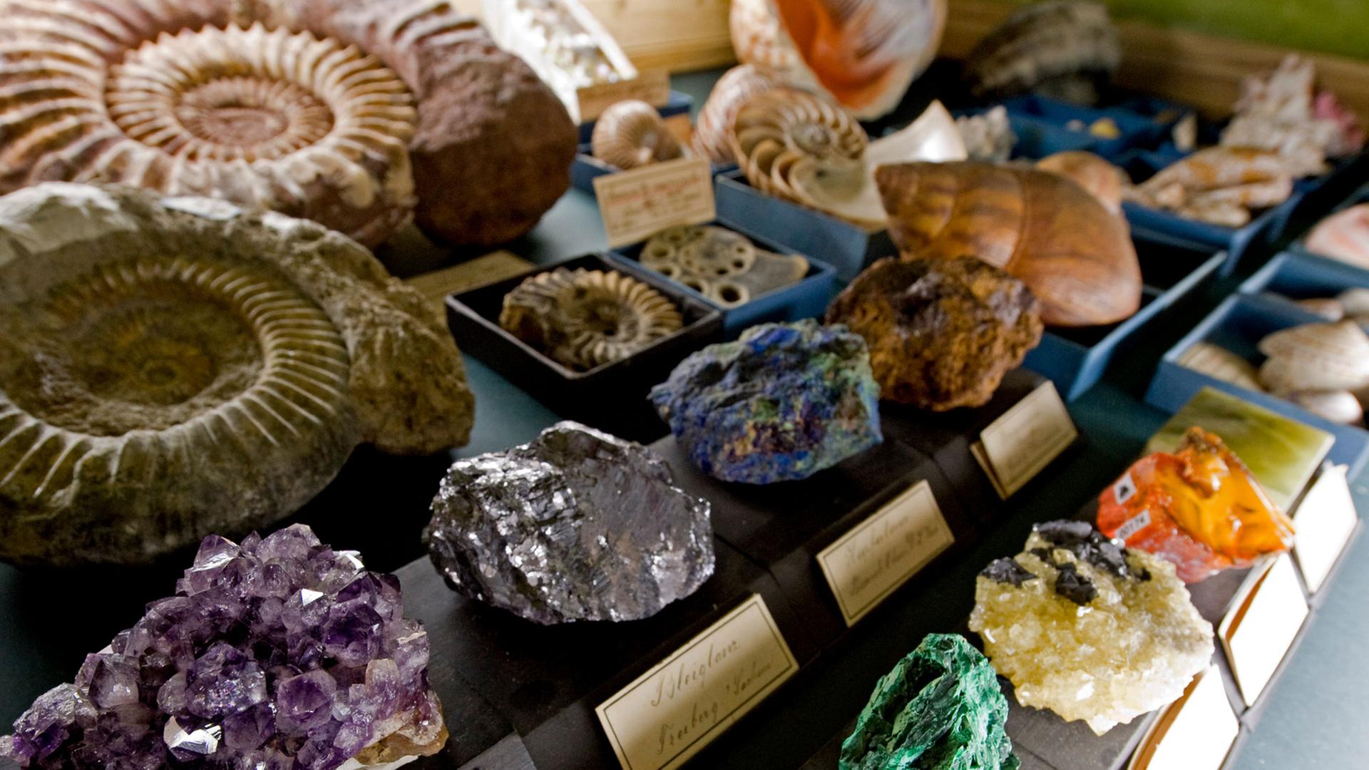 Fossilien und Mineralsteine