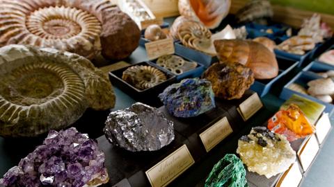 Fossilien und Mineralsteine