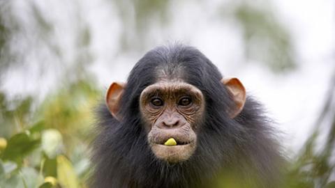 Ein junger Schimpanse  im ugandischen Kibale Nationalpark.