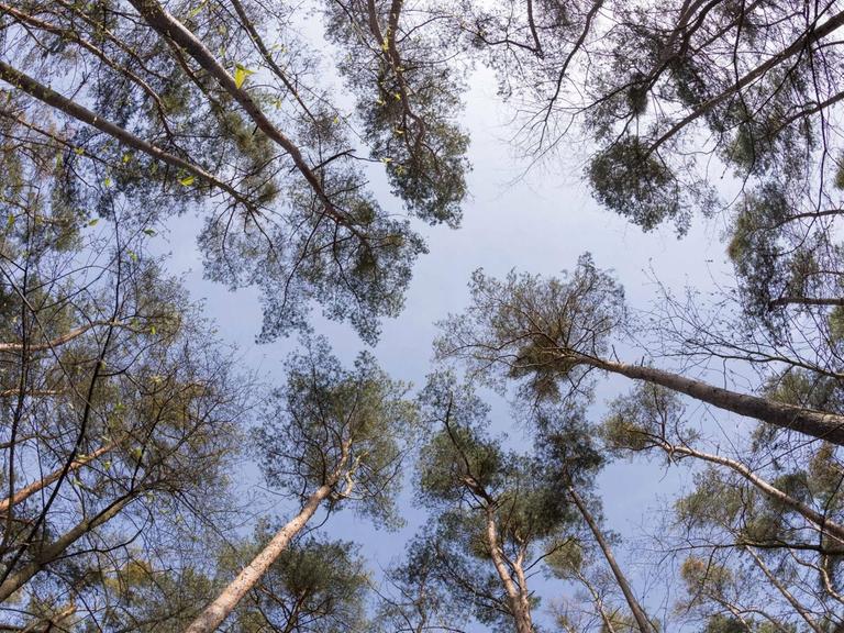 Weitwinkelaufnahme von Baumkronen eines Kiefernwaldes vor blauem Himmel.