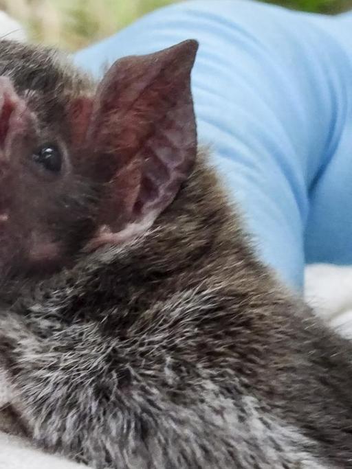 Wissenschaftler der Universitäten Michigan und Glasgow verabreichen einer Vampirfledermaus einen Farbstoff, um die Verbreitung von Gift- oder aber Impfsubstanzen durch Fellablecken in der Population zu überprüfen
