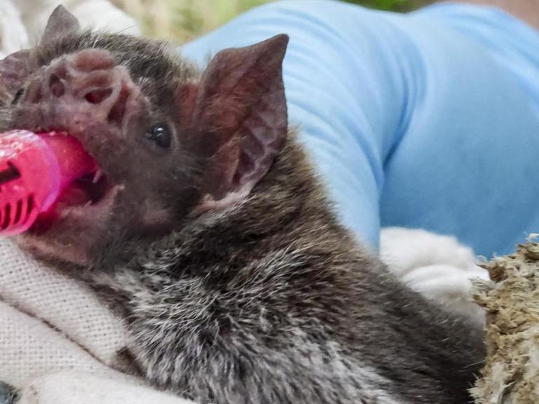 Wissenschaftler der Universitäten Michigan und Glasgow verabreichen einer Vampirfledermaus einen Farbstoff, um die Verbreitung von Gift- oder aber Impfsubstanzen durch Fellablecken in der Population zu überprüfen