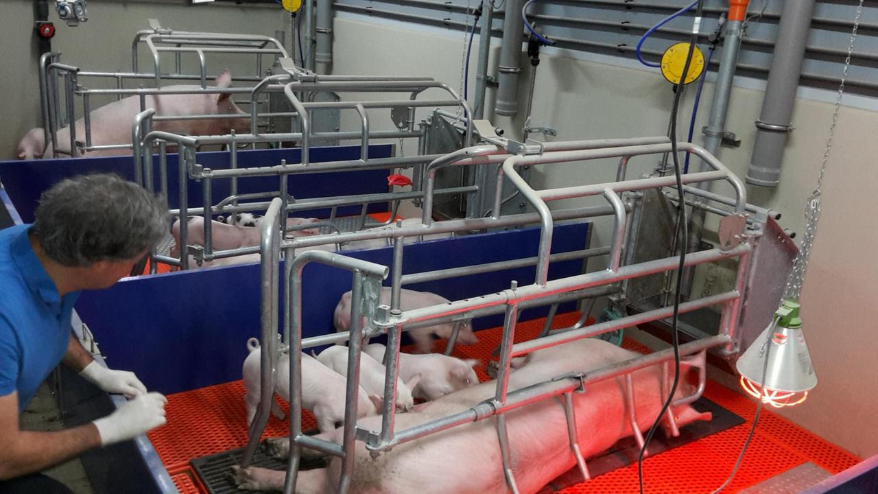 Eckhard Wolf lehnt an einem Schweinestall mit Ferkeln und Mutter.