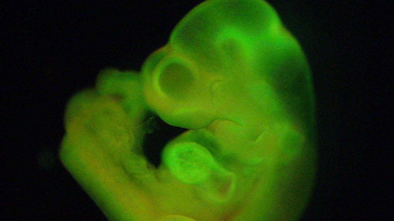 Ein Mäuseembryo, dem Zellen injiziert wurden, die durch Stress wieder pluripotent wurden.