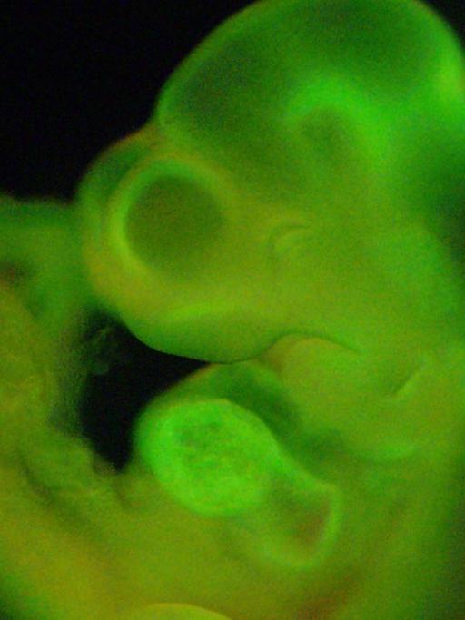 Ein Mäuseembryo, dem Zellen injiziert wurden, die durch Stress wieder pluripotent wurden.