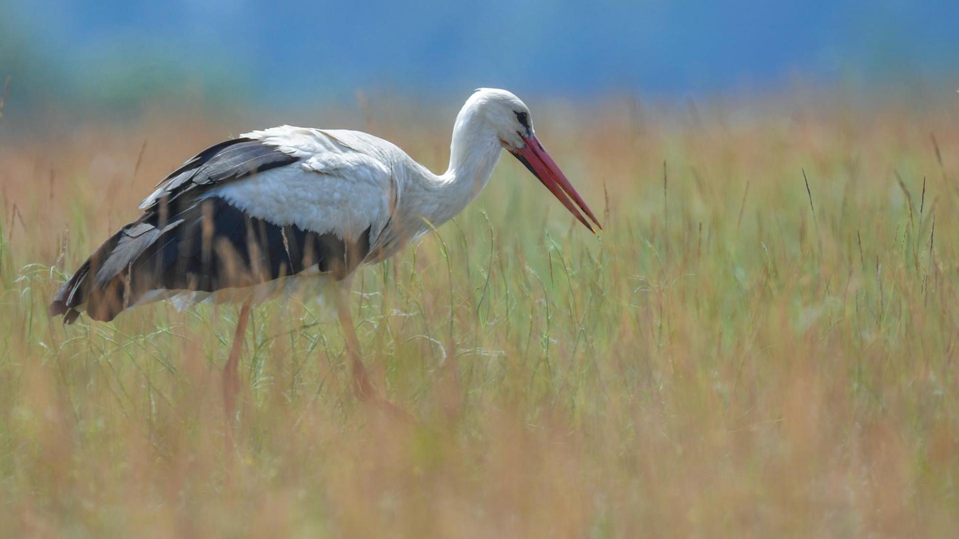 Ein Weißstorch zusammen mit einem Pony auf einer Wiese