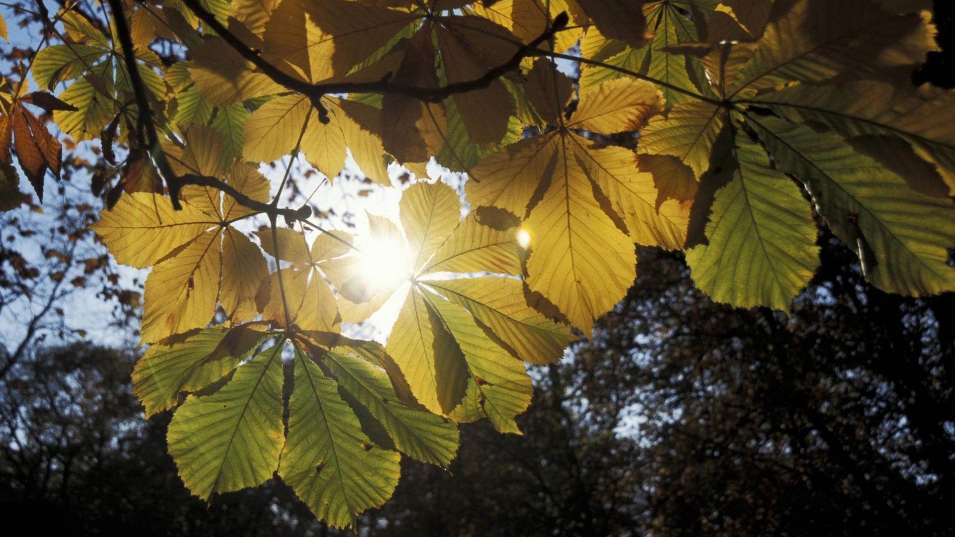 Durch das Blätterdaches eines Kastanienbaumes blitzt die Sonne hindurch.