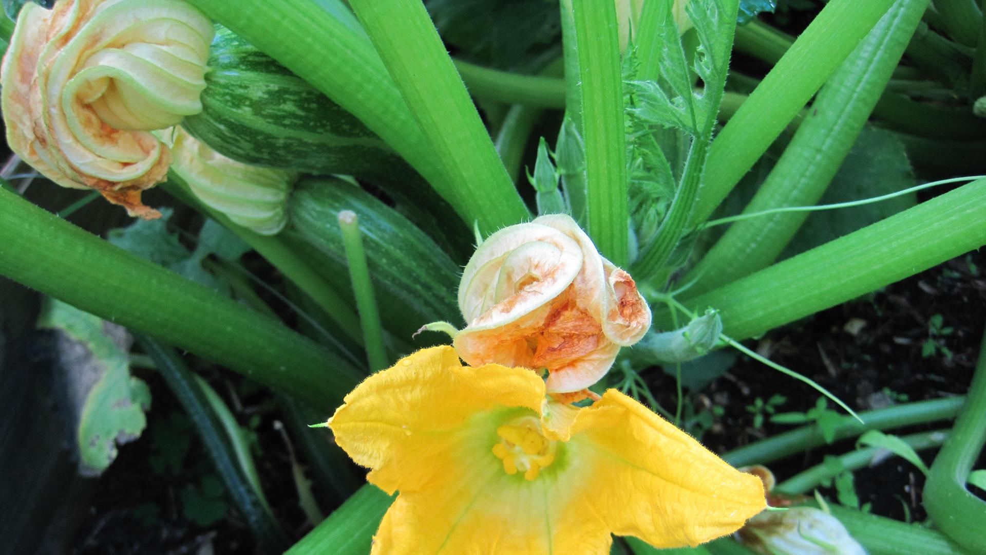 Eine gelbe Zucchini-Blüte mit grünen Blättern.