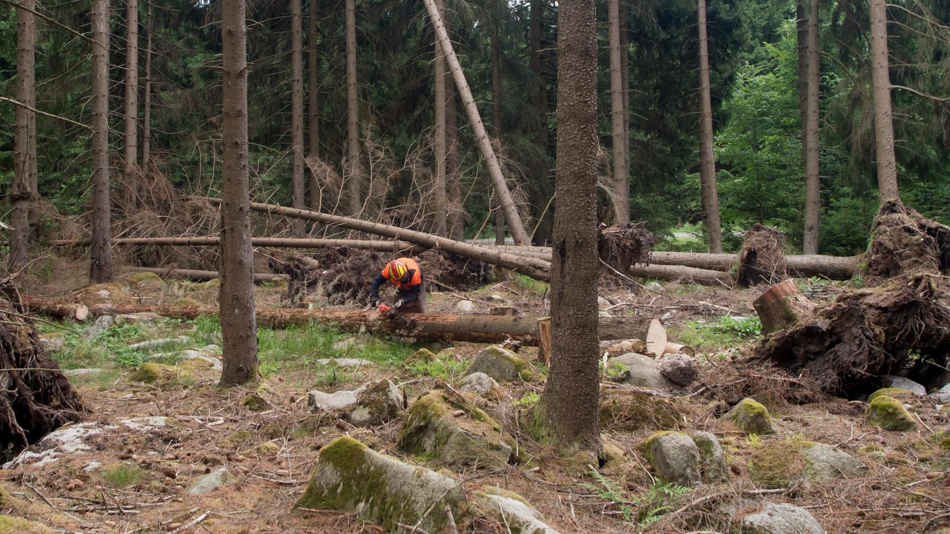 Im Nationalpark Harz liegen umgestürzte Bäume auf dem Boden. Ein Forstarbeiter ist damit beschäftigt, die Rinde von den Bäumen zu entfernen.