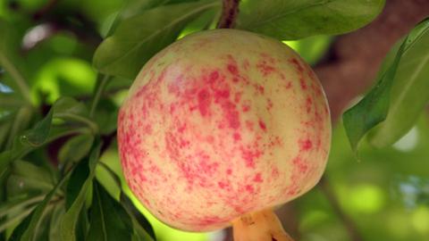 Ein Granatapfel hängt an einem Baum. 
