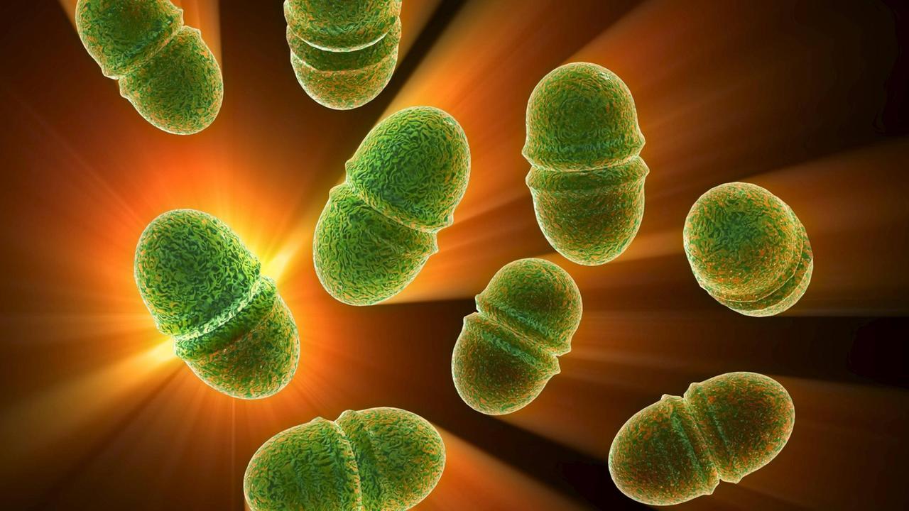 Bakterien der Art Enterococcus faecalis können freie Elektronen untereinander austauschen