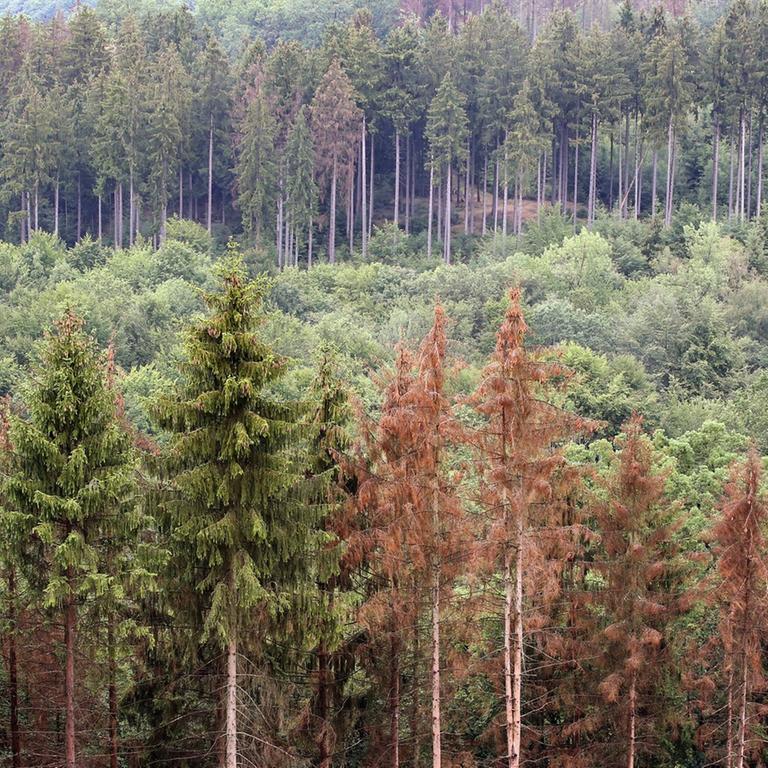 Abgestorbene Nadelbäume sind im  Wald bei Kirchen zwischen Brachbach und Katzenbach in Rheinland-Pfalz zu sehen.
