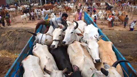 Auf dem Viehmarkt in Bangladesch bringt eine hundertköpfige Kuhherde bis zu 60.000 Euro ein.