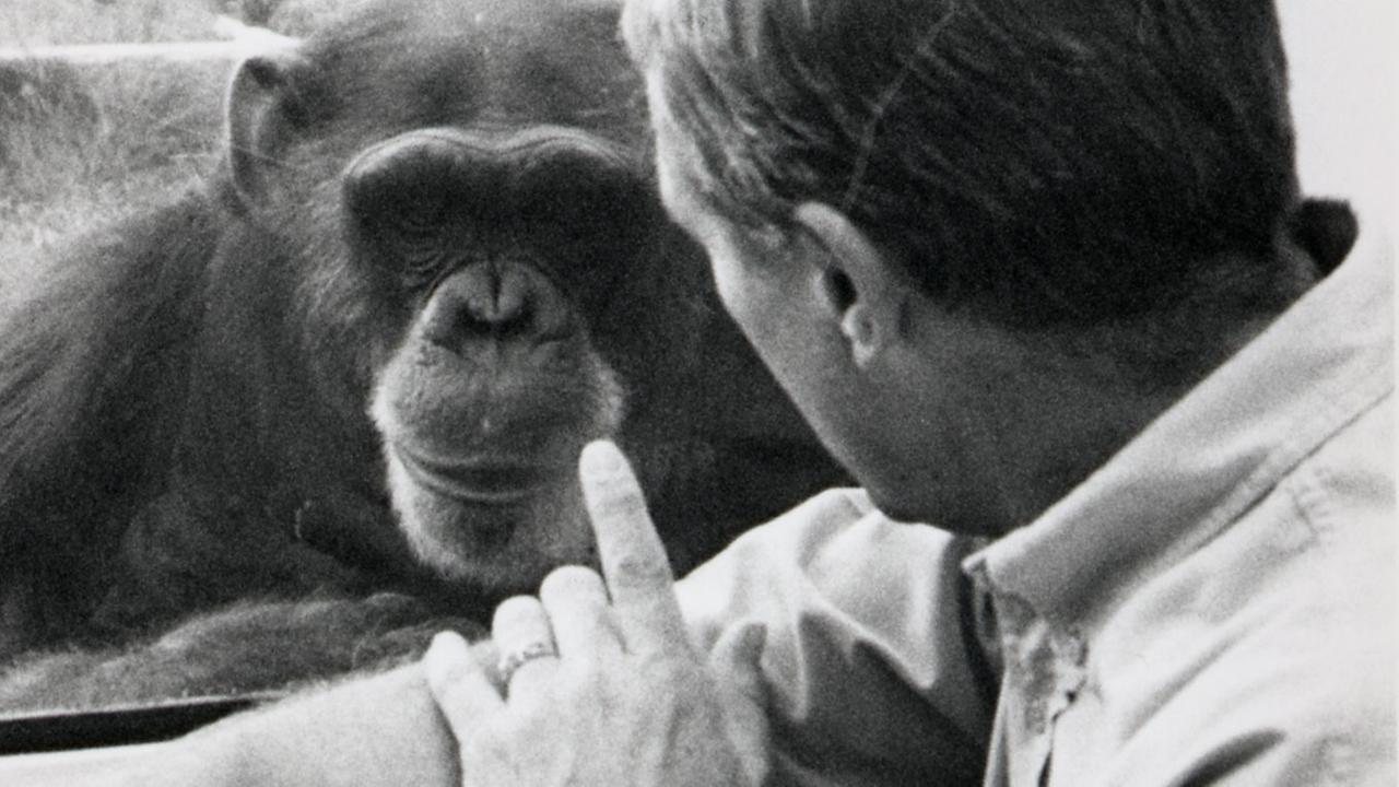 Der Psychologe Roger Fouts bezeichnete sein Verhältnis zur Schimpansin Washoe als geschwisterlich