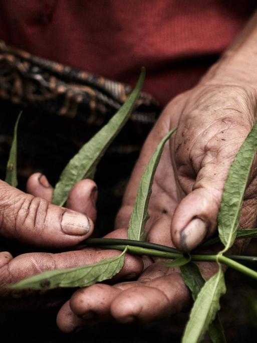Ein Mann vom indigenen Volk der Penan auf Borneo erntet eine Heilpflanze