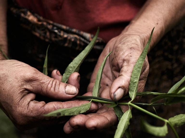 Ein Mann vom indigenen Volk der Penan auf Borneo erntet eine Heilpflanze