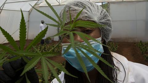 In this photo taken Thursday, Dec. 12, 2019, a cannabis plant is seen in a hothouse at Hennops, near Johannesburg, South Africa. Now that South Africa's courts have relaxed laws against marijuana, the country's cannabis production is poised to become a multi-bullion dollar business. (AP Photo/Denis Farrell) |