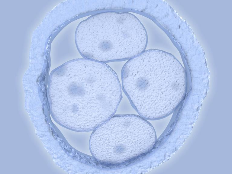 Menschlicher Embryo mit vier Zellen (künstlerische Darstellung)