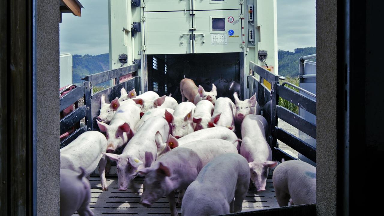 Schweine werden vom Transporter in einen Hof transportiert.