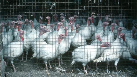 Massentierhaltung in einer Putenfarm in Nordhessen, Deutschland. Unzählige Puten auf engstem Raum quetschen sich hinter einen Zaun und schauen in die selbe Richtung.