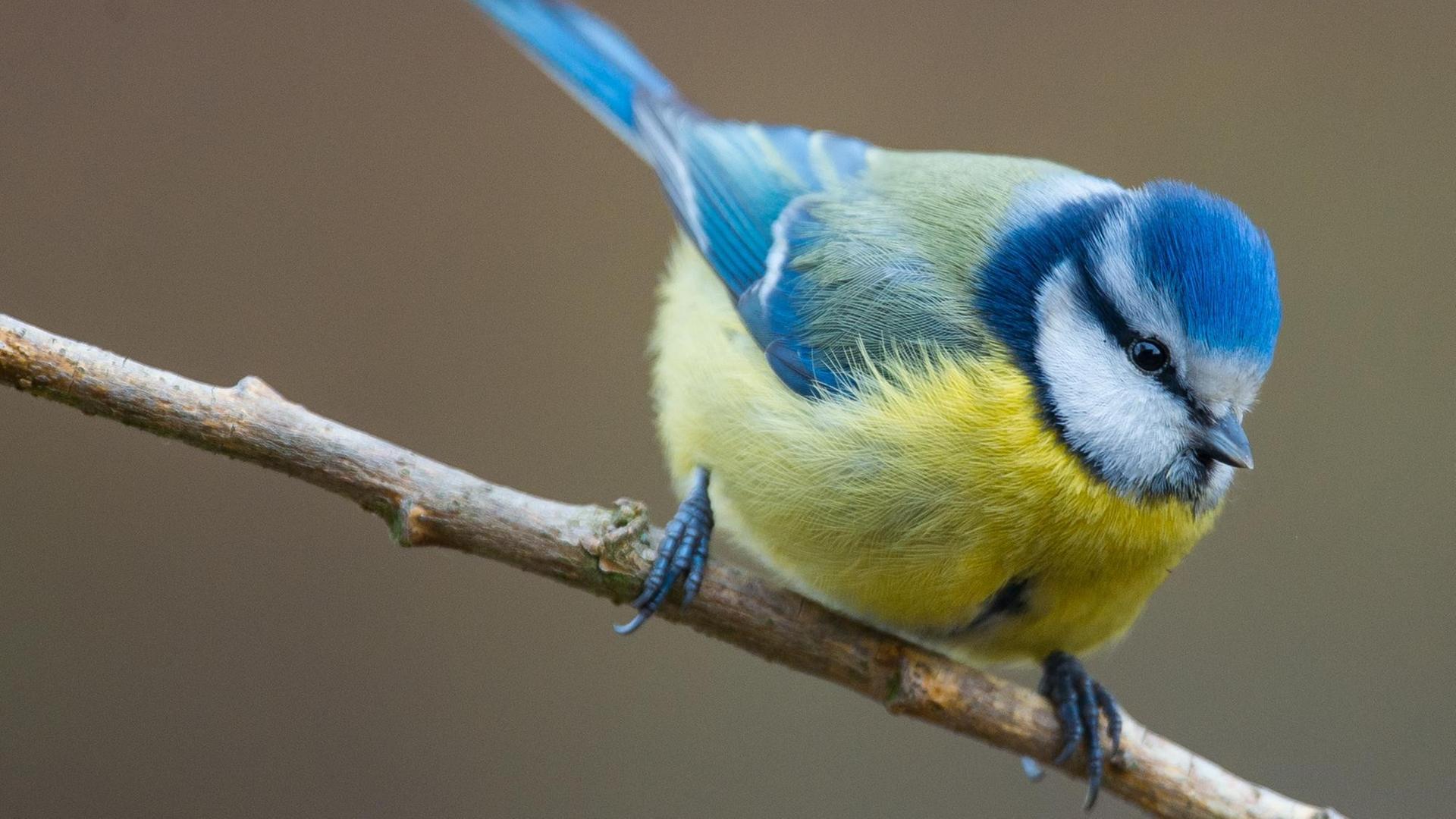 Eine Blaumeise (Cyanistes caeruleus) in einem Garten in Sieversdorf (Brandenburg). Vom 8. bis 10. Januar 2016 findet zum sechsten Mal die bundesweite "Stunde der Wintervögel" statt, zu der der Naturschutzbund Deutschland (NABU) aufgerufen hat.