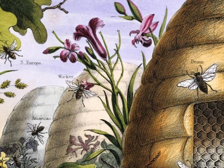 Eine Illustration aus dem 19. Jahrhundert zeigt Bienen in der Züchtung und in Interaktion mit der Umwelt.