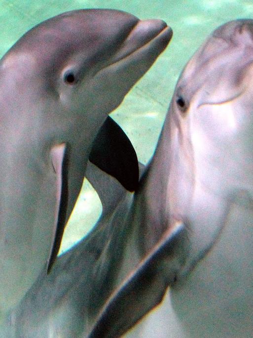 Zwei Delfine im Duisburger Zoo
