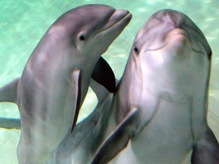 Zwei Delfine im Duisburger Zoo