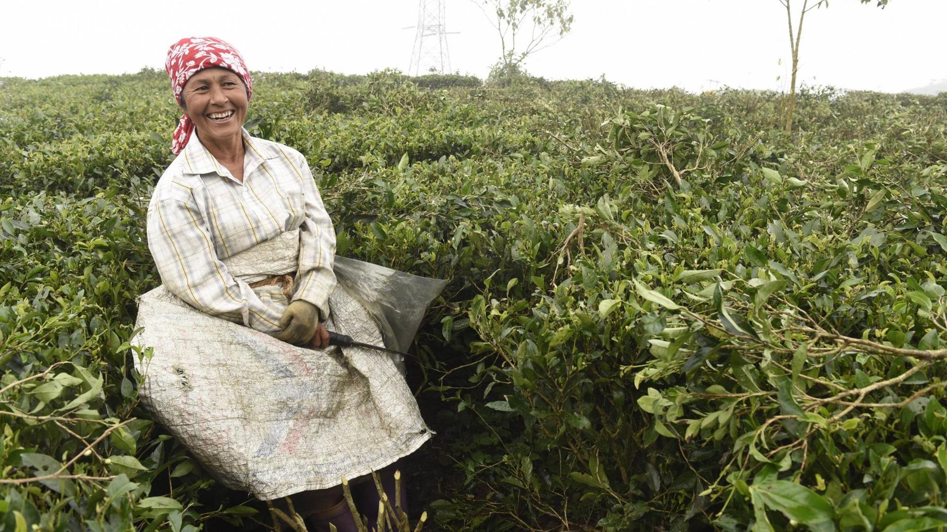 Eine Frau des Darjeeling Tea Research Centre von Tea Bord India befreit auf einer Teeplantage die Teebäume von Wildpflanzen und schneidet sie zurecht.