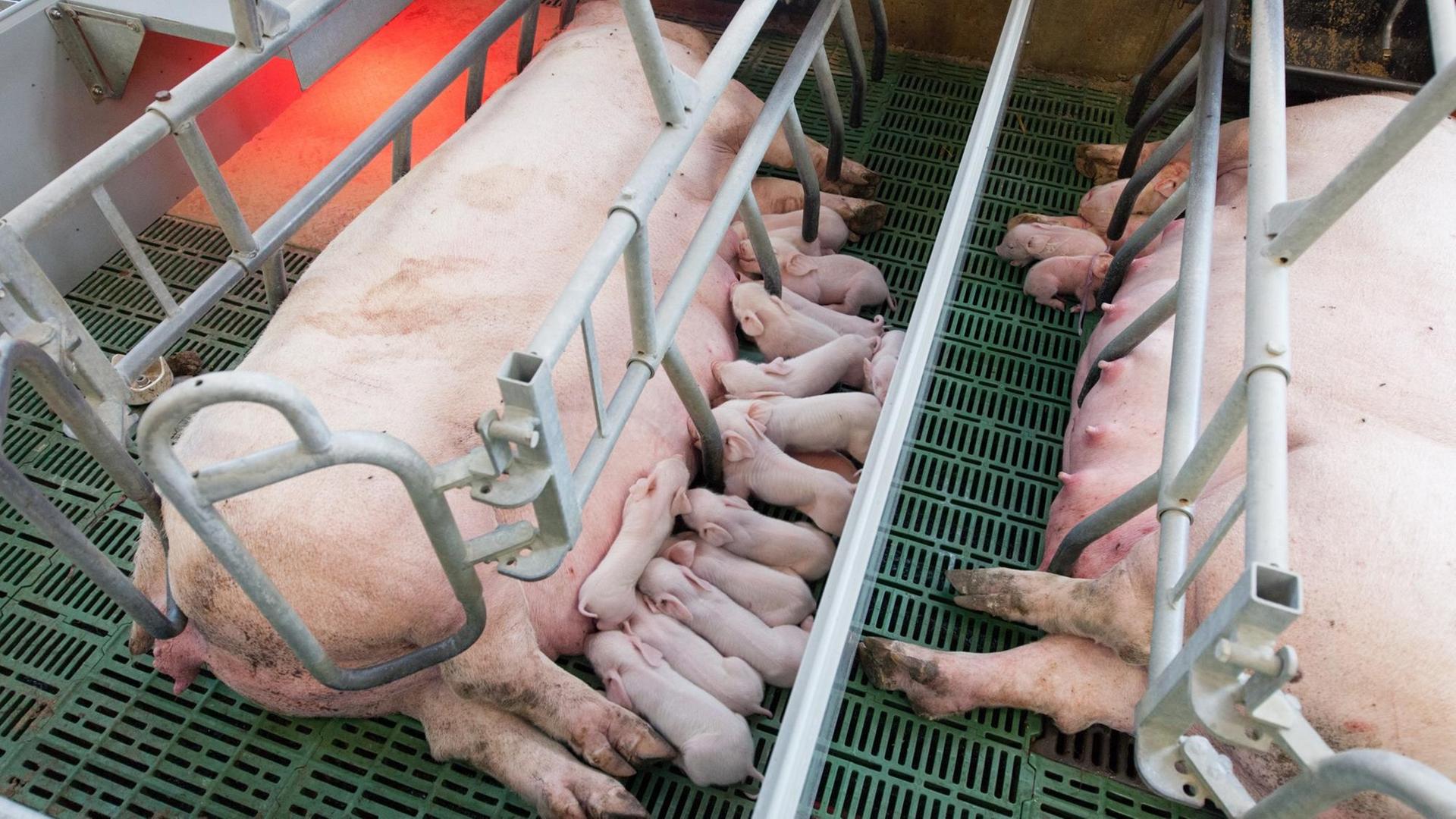 Zwei Sauen liegen mit ihren Ferkel in einer Schweinebucht.