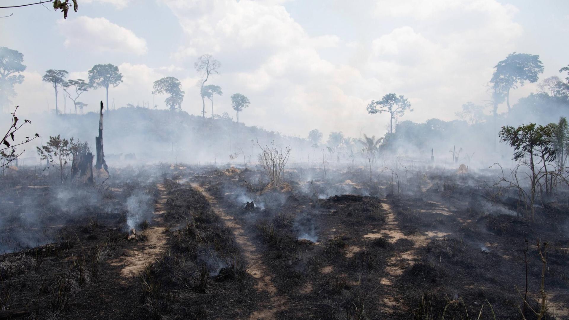 Ein abgebrannter Wald in Brasilien in Novo Progresso, aufgenommen am 3.9.2019