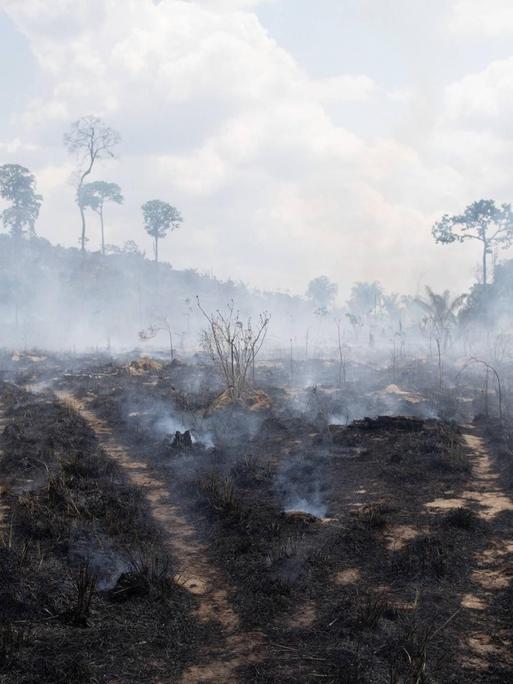 Ein abgebrannter Wald in Brasilien in Novo Progresso, aufgenommen am 3.9.2019