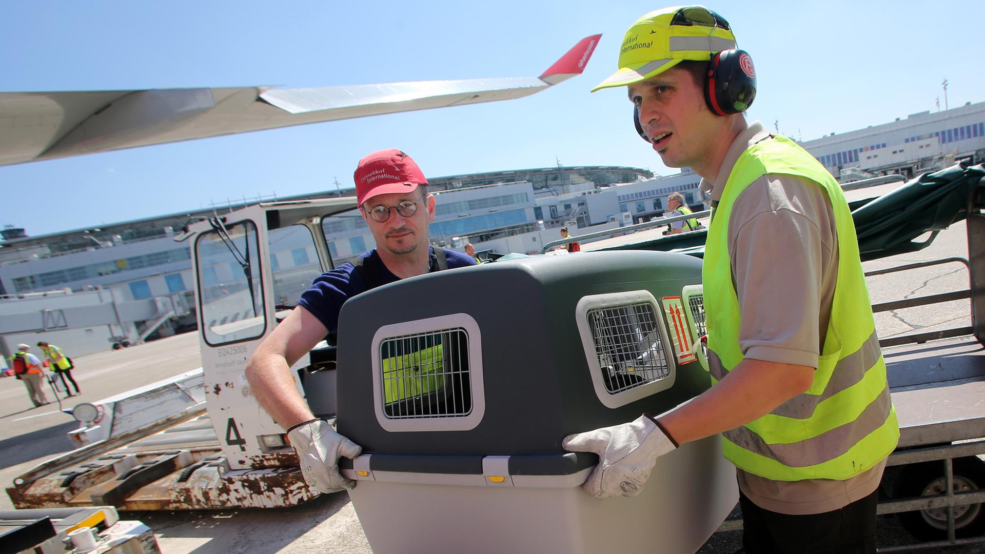 Zwei Arbeiter laden einen Hund in einem Transportkäfig in ein Flugzeug auf dem Düsseldorfer Flughafen.