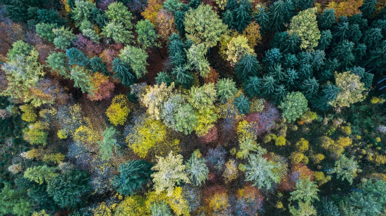 Mischwald im Teutoburger Wald, Niedersachsen, in herbstlich bunten Farben aus Vogelperspektive
