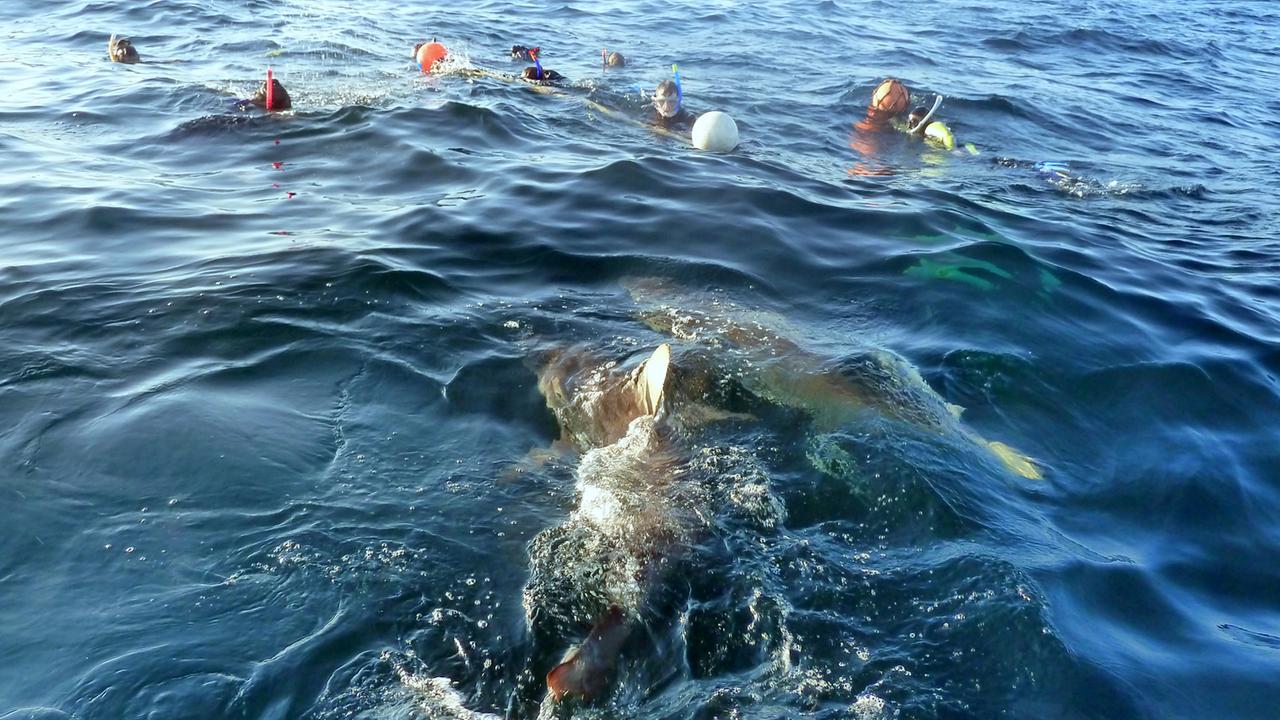 Schwimmer und Haie an der Küste Durbans